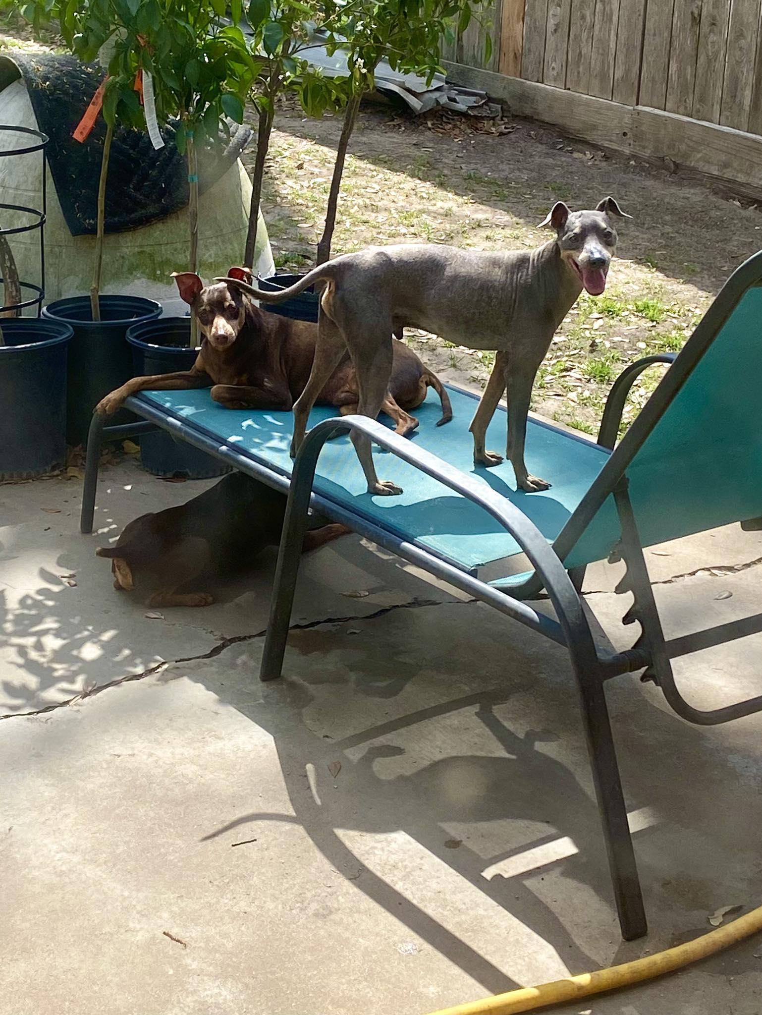 Enlarge Jerry, a Adoptable Miniature Pinscher in Houston, TX image 3/6