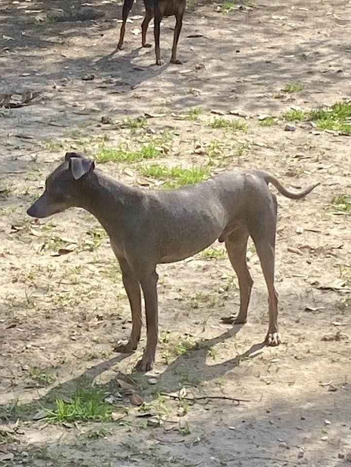Enlarge Jerry, a Adoptable Miniature Pinscher in Houston, TX image 6/6