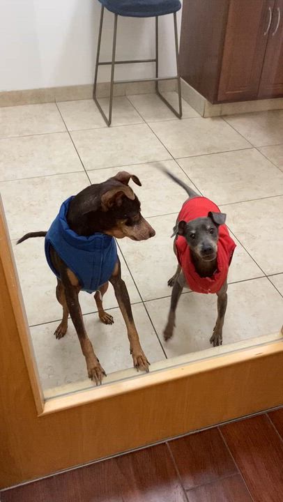 Enlarge Jerry, a Adoptable Miniature Pinscher in Houston, TX video 5/6