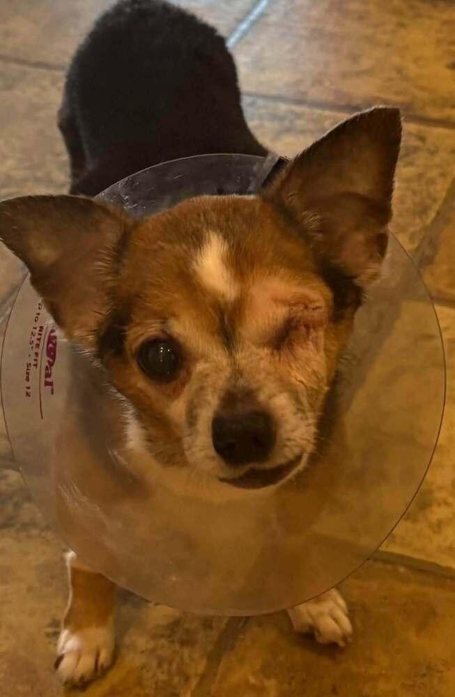 Enlarge Frankie, a Adoptable mixed breed in Huntington, NY image 1/4
