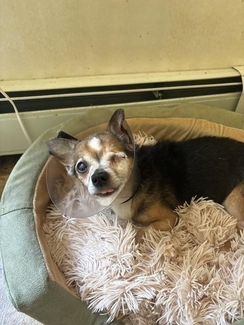 Enlarge Frankie, a Adoptable mixed breed in Huntington, NY image 4/4