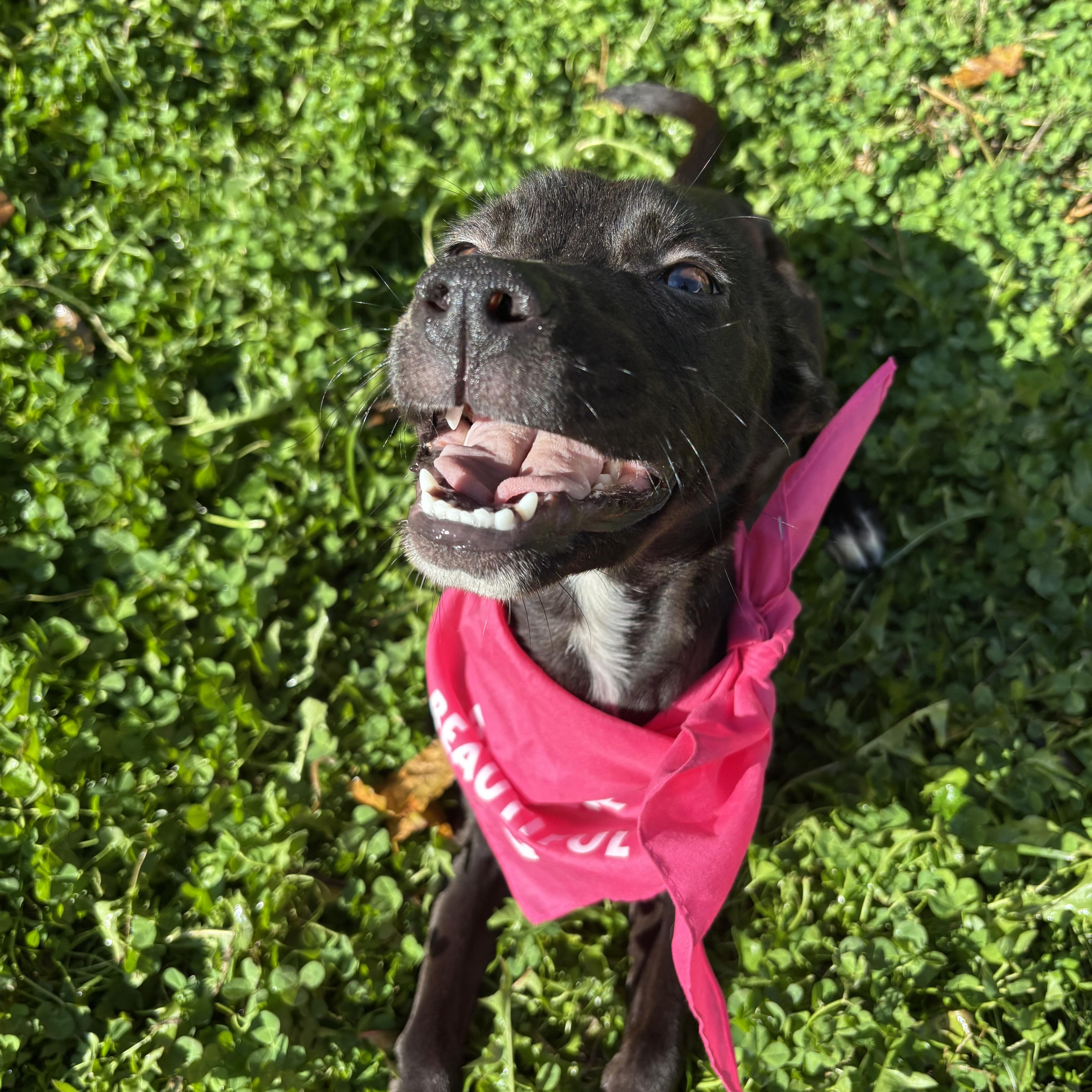 Pip, Adopted, Young Female Pit Bull Terrier.