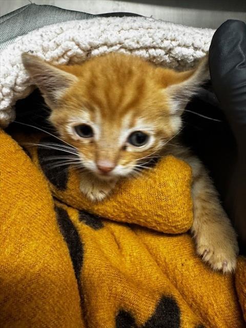CHIP, Adoptable, Kitten Male Domestic Short Hair.