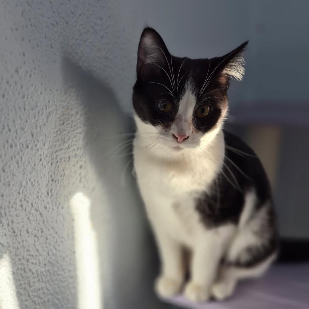 Mint Chip, Adoptable, Young Female Domestic Short Hair.