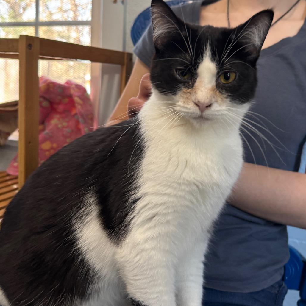 Enlarge Mint Chip, a Adoptable Domestic Short Hair in Portage, MI image 2/3