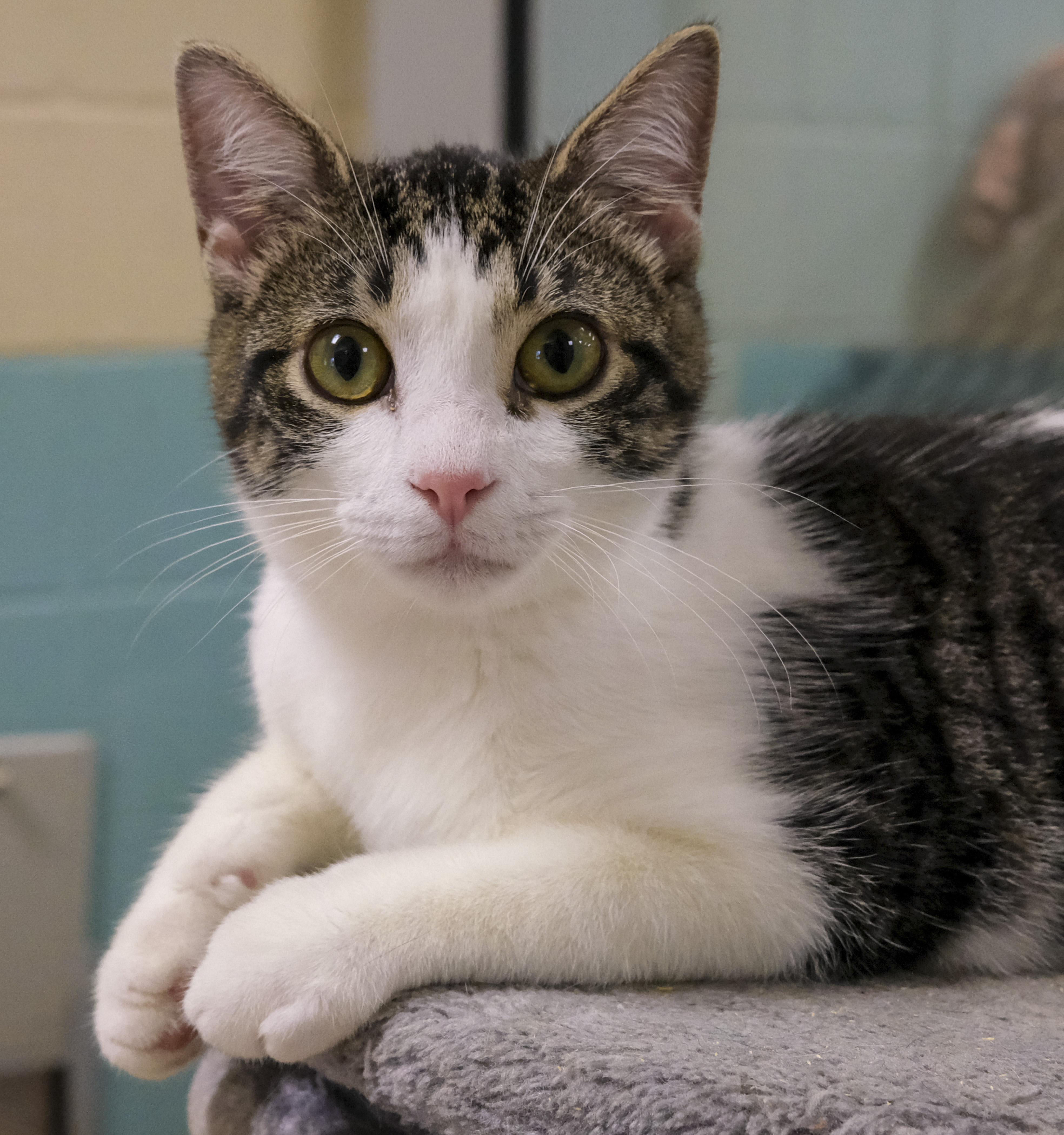 Enlarge Nugget, a Adoptable Domestic Short Hair in Harvey , LA image 1/1