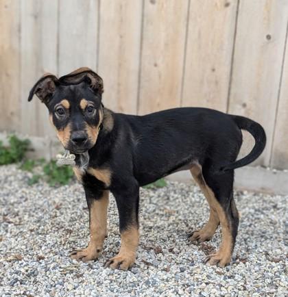Enlarge Ponce, a Adoptable mixed breed in Burlington, WI image 1/3