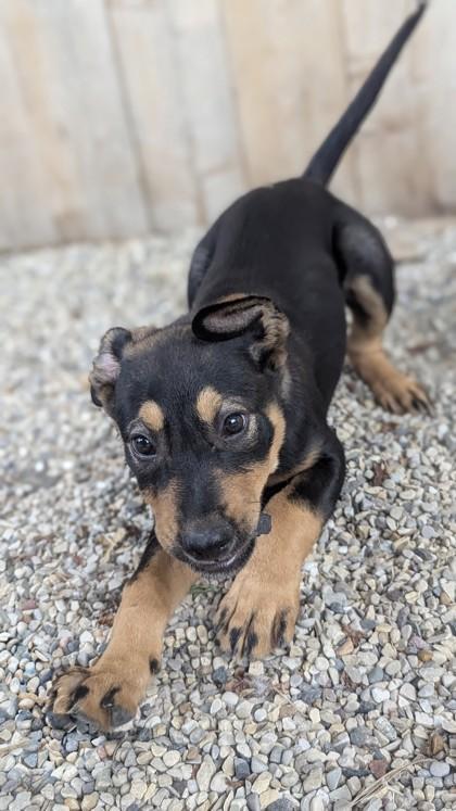 Enlarge Ponce, a Adoptable mixed breed in Burlington, WI image 2/3