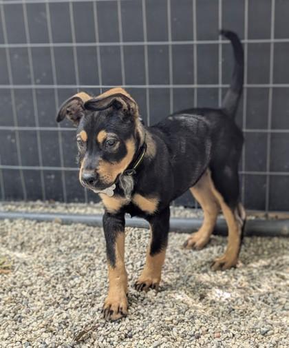 Enlarge Ponce, a Adoptable mixed breed in Burlington, WI image 3/3