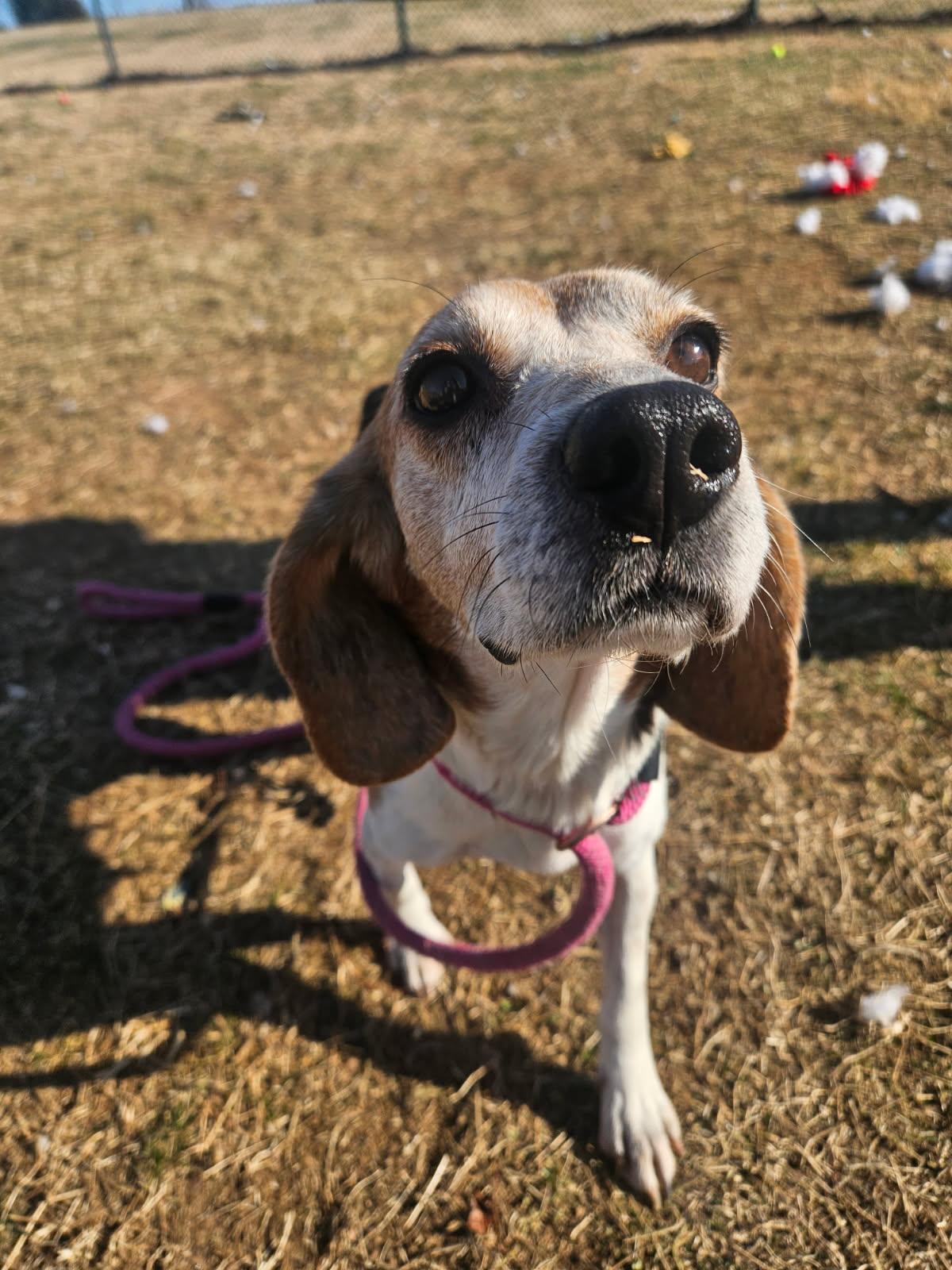 Penelope Pea, ADOPTABLE, Adult Female Beagle.