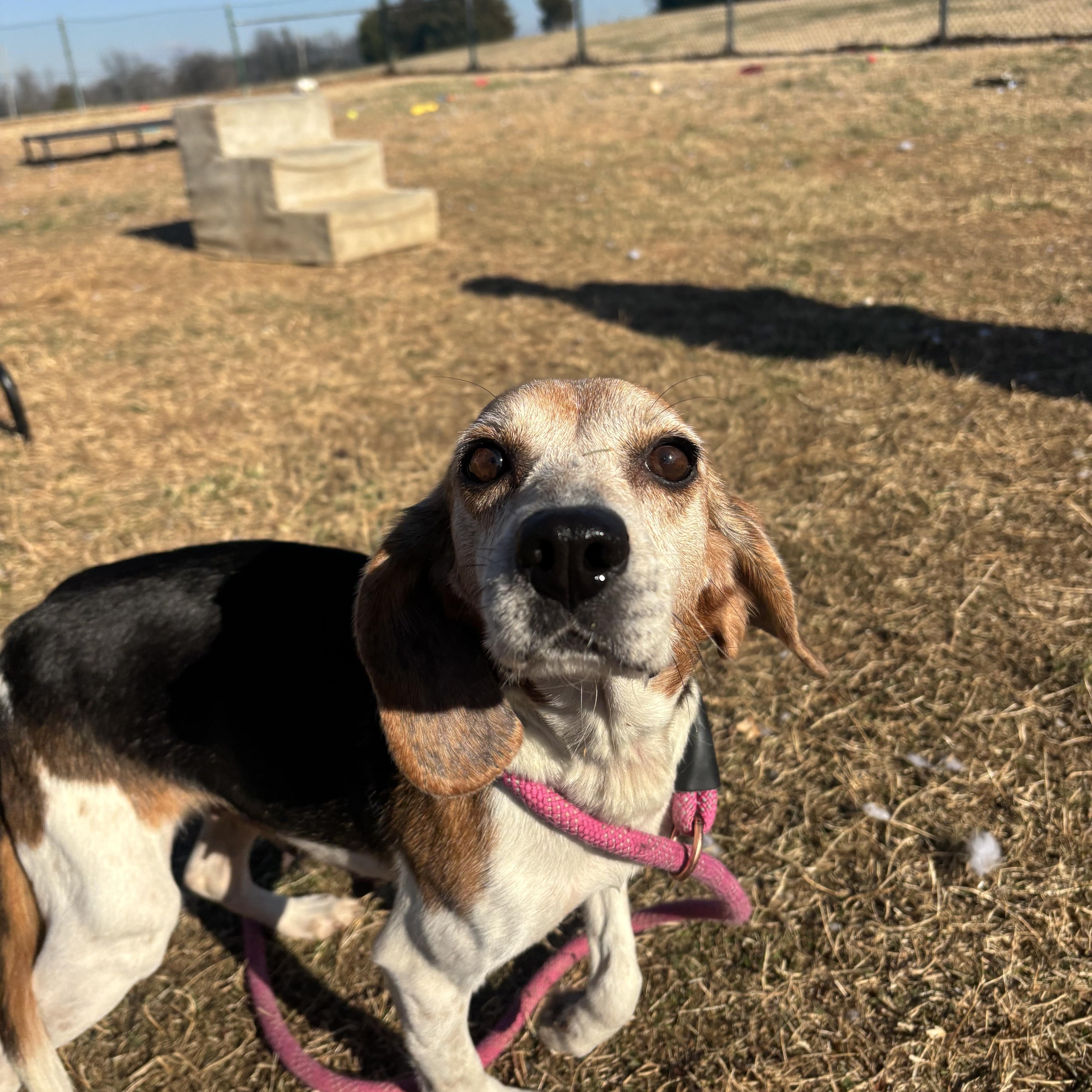 Enlarge Penelope Pea, a ADOPTABLE Beagle in Culpeper, VA image 3/3