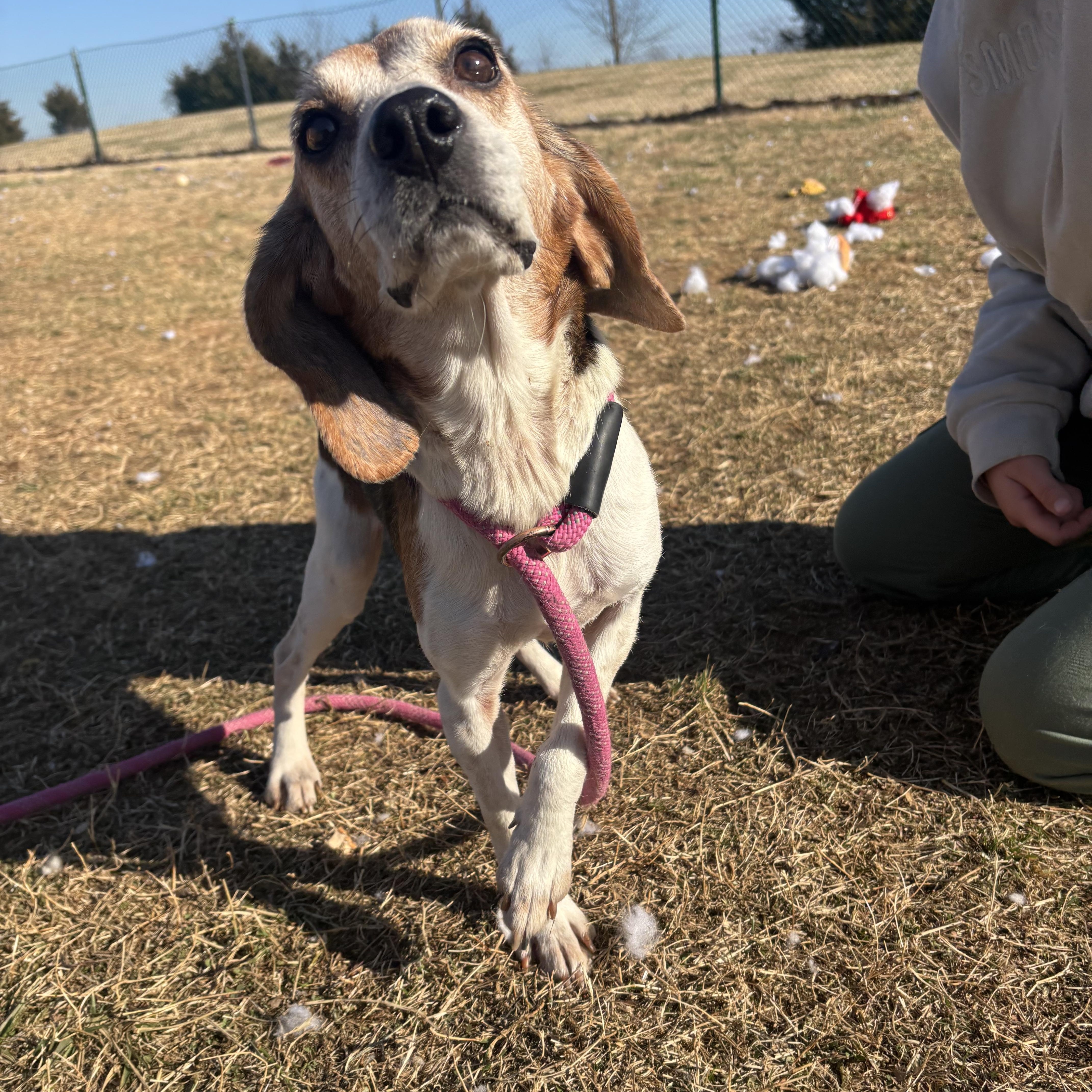 Enlarge Penelope Pea, a ADOPTABLE Beagle in Culpeper, VA image 2/3
