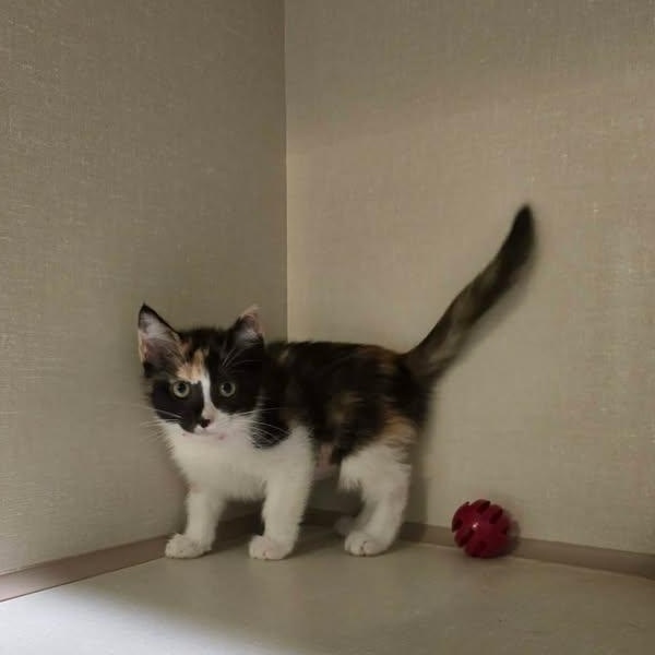 Enlarge Marie-Gold, a ADOPTABLE Domestic Short Hair in Winthrop, ME image 1/1