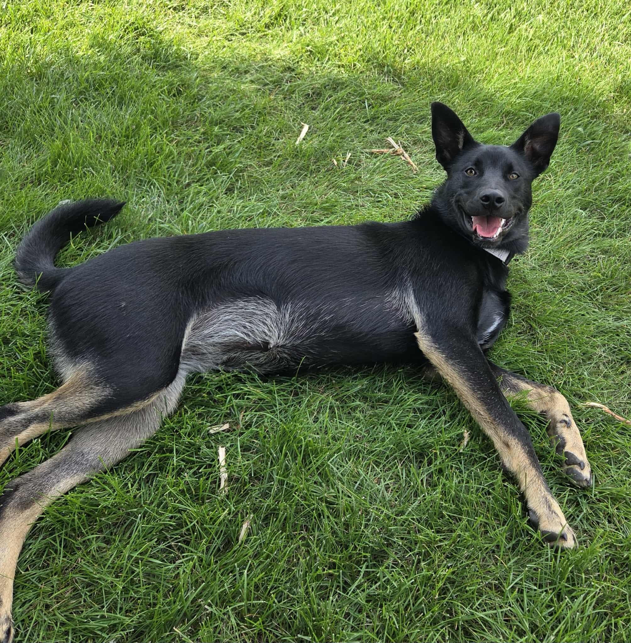 Smudge, an adoptable Mixed Breed in Sioux Falls, SD, 57109 | Photo Image 3