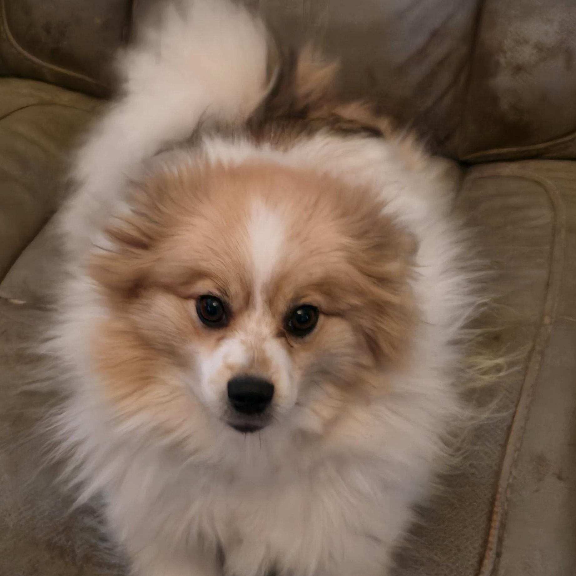 Lucky, ADOPTABLE, Adult Male Pomeranian.
