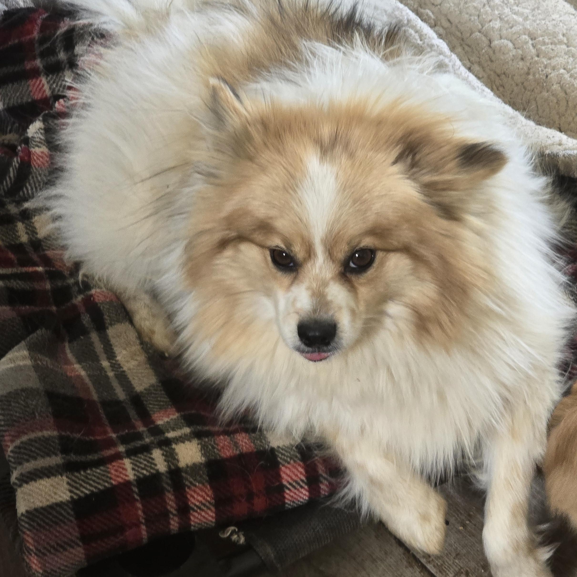Enlarge Lucky, a ADOPTABLE Pomeranian in Zaleski, OH image 2/2
