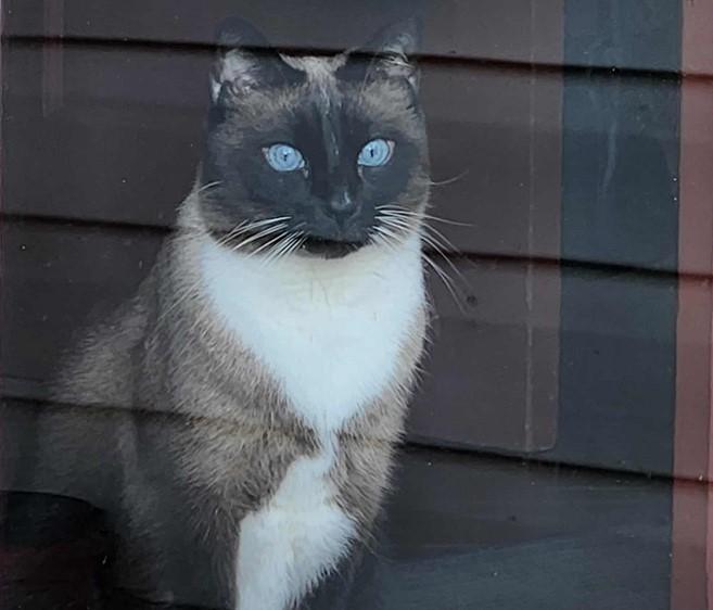 Enlarge Beanie, a Adopted mixed breed in Fairview Park, OH image 1/1