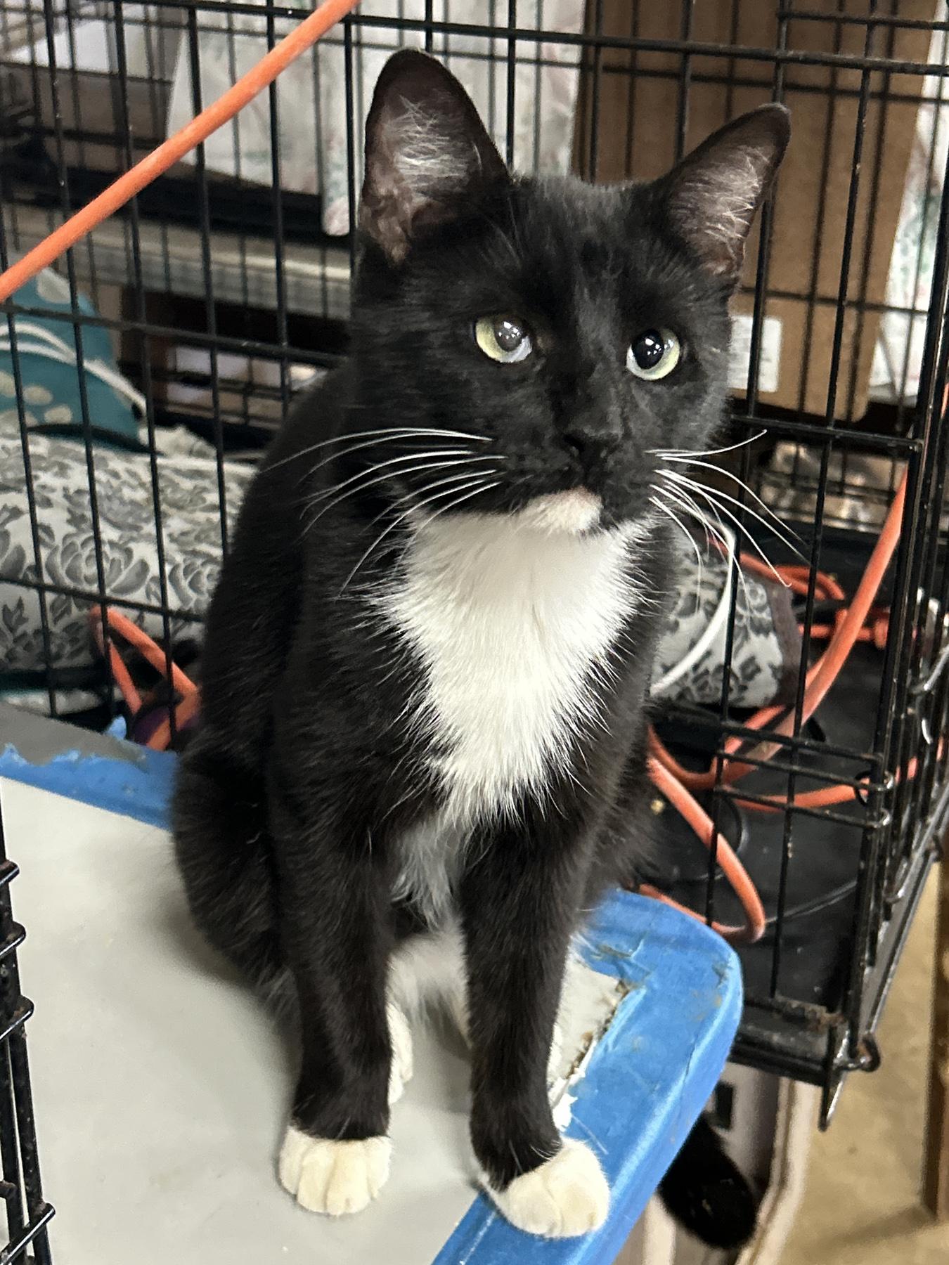 Chase, Adoptable, Young Male American Shorthair.