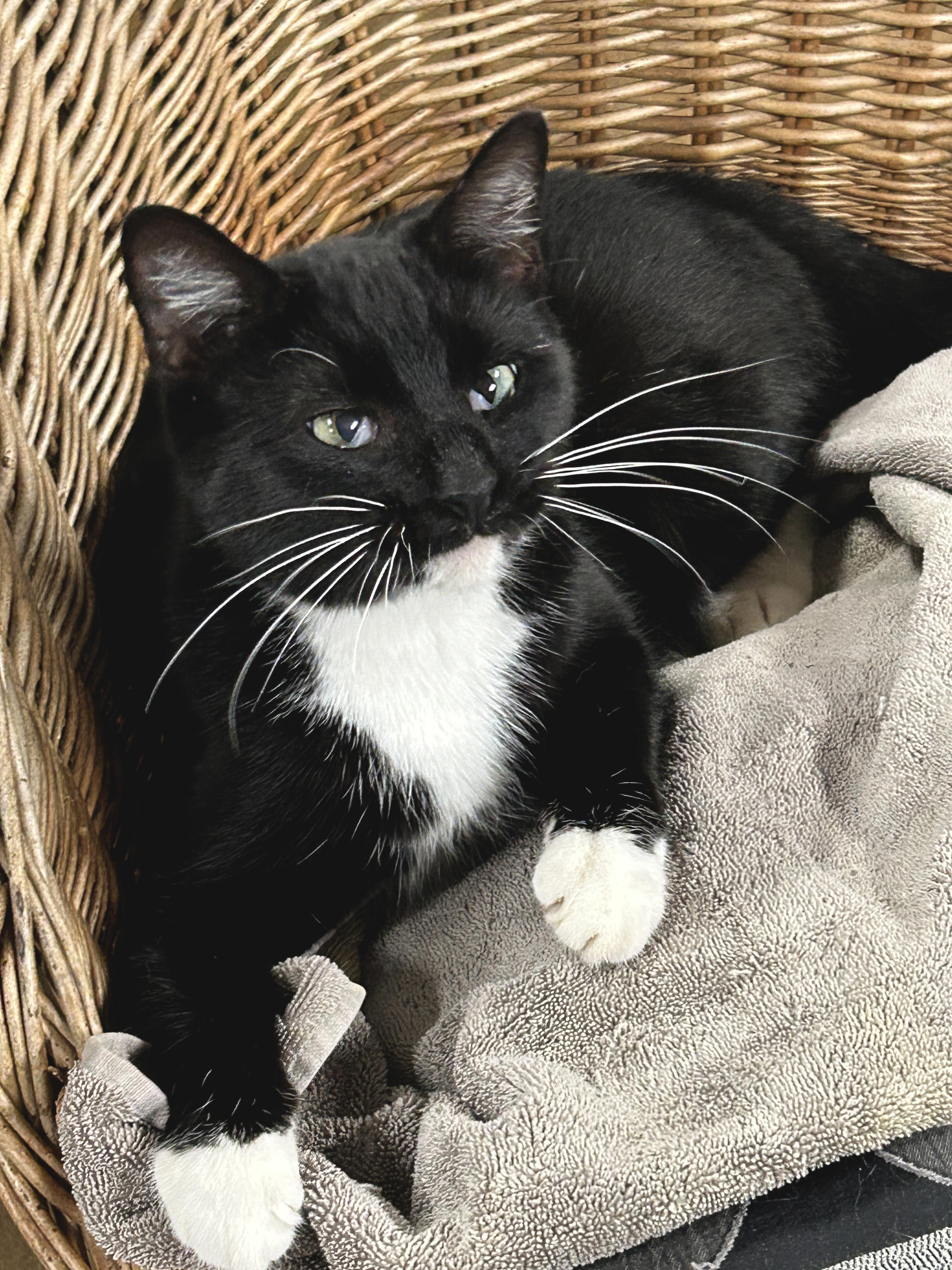 Chase, a hold American Shorthair in Marble Falls, TX image 2/4