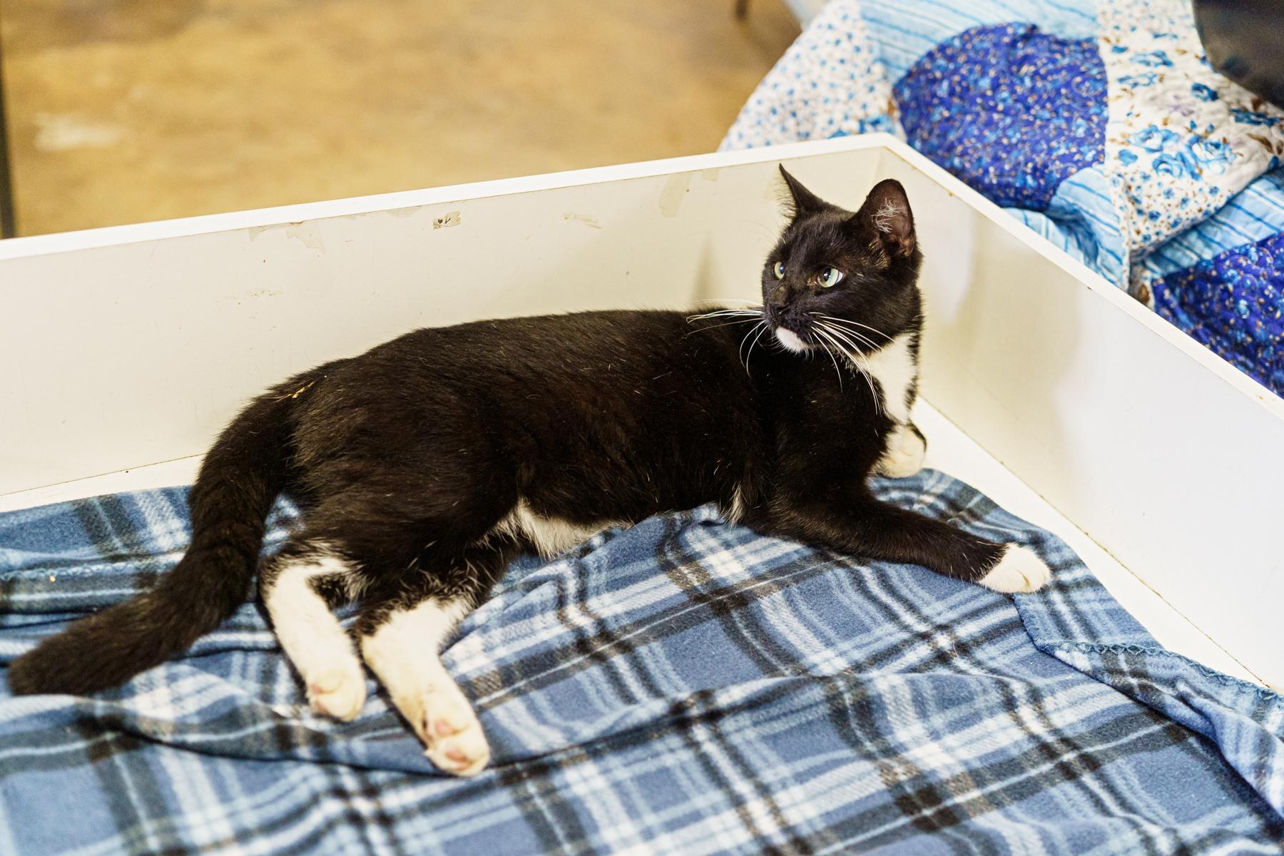 Chase, a hold American Shorthair in Marble Falls, TX image 3/4