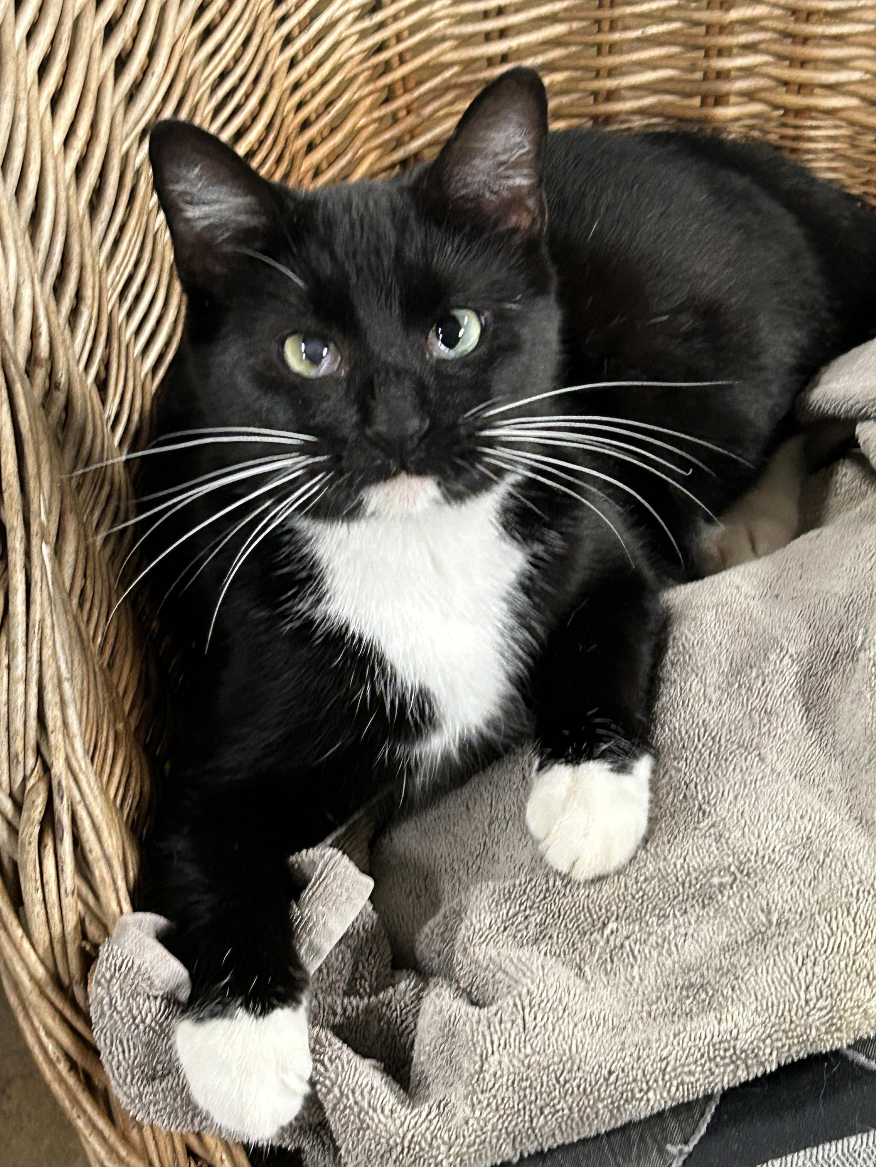 Chase, a hold American Shorthair in Marble Falls, TX image 4/4