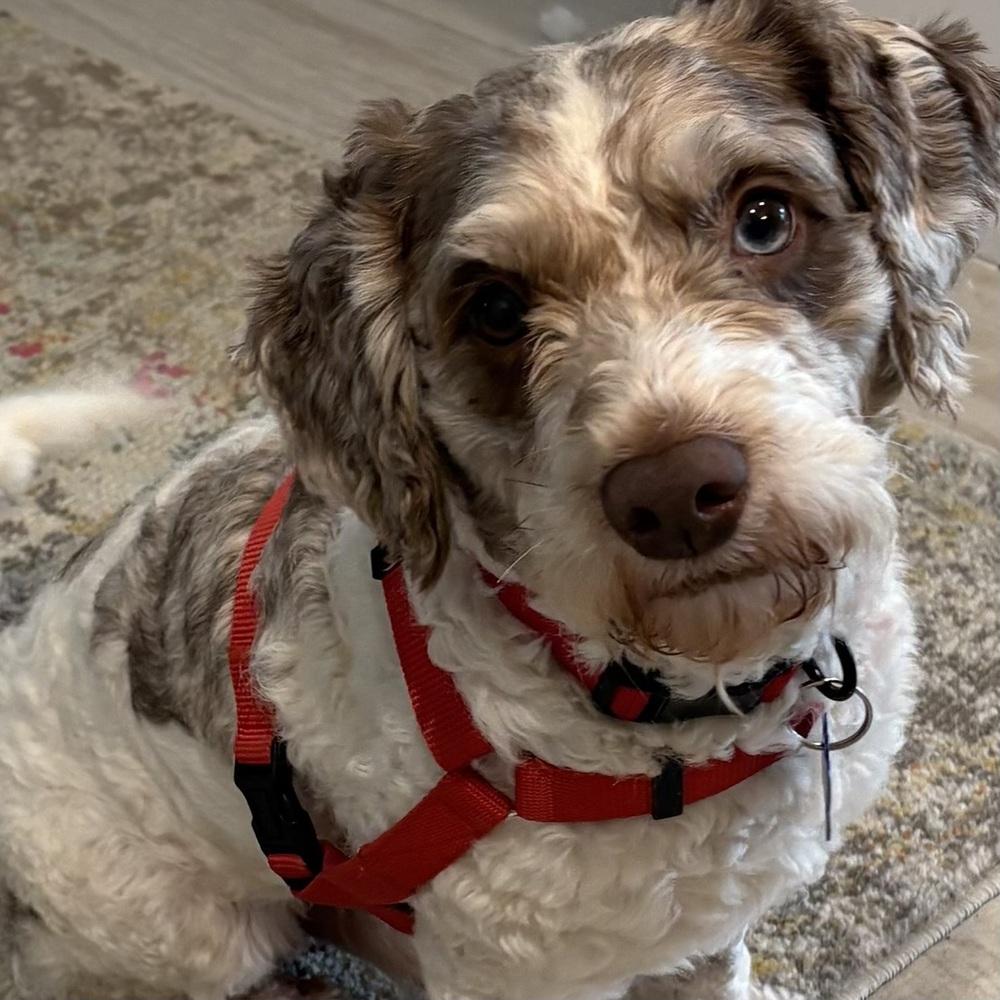 Noah, Adoptable, Young Male Poodle.