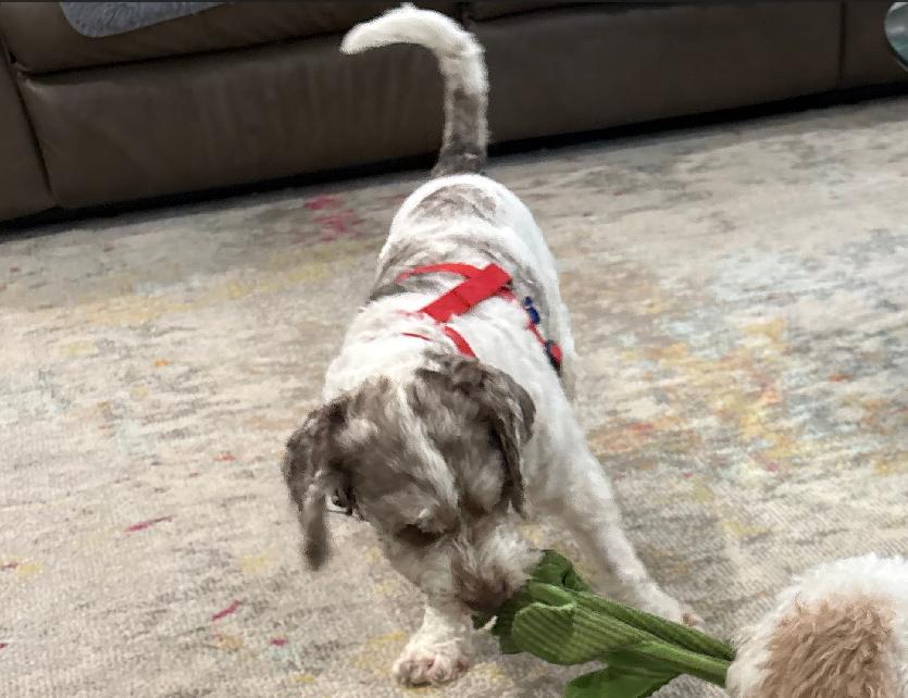 Enlarge Noah, a Adoptable Poodle in Orlando, FL image 2/4