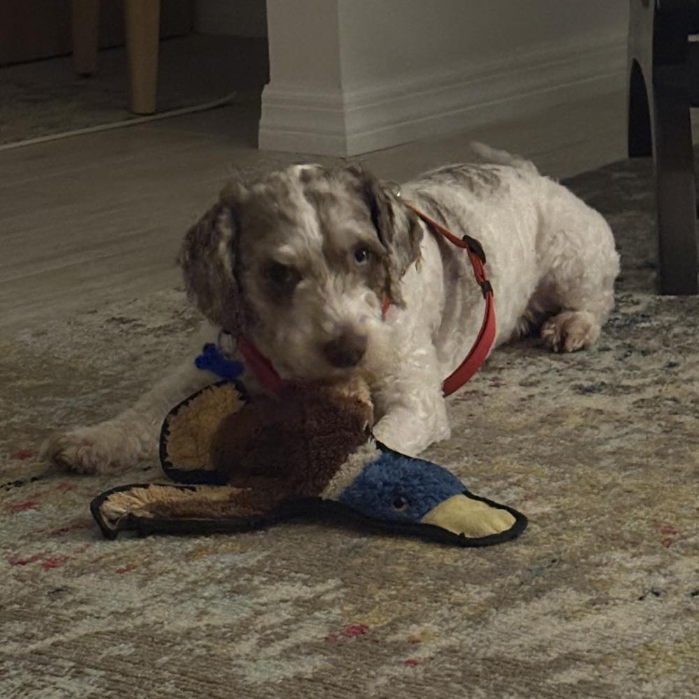 Enlarge Noah, a Adoptable Poodle in Orlando, FL image 3/4