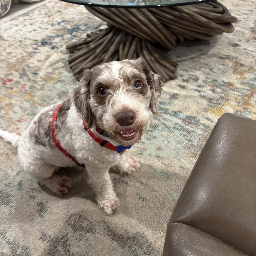 Enlarge Noah, a Adoptable Poodle in Orlando, FL image 4/4