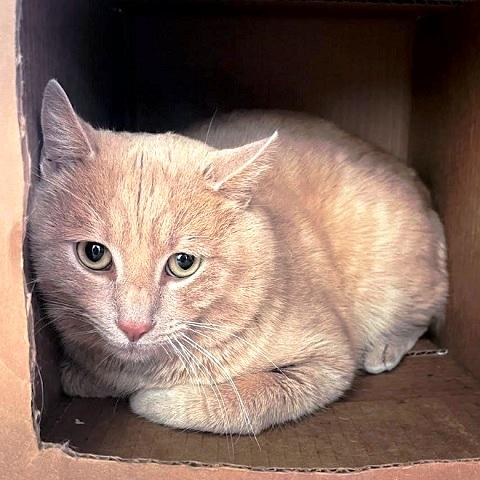 Ritz cracker, ADOPTABLE, Adult Male Tabby.