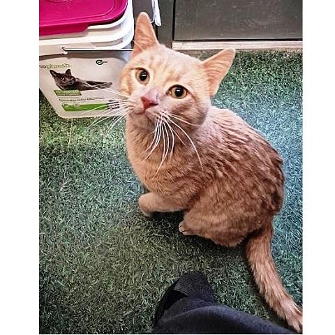 Ritz cracker, ADOPTABLE, Adult Male Tabby.