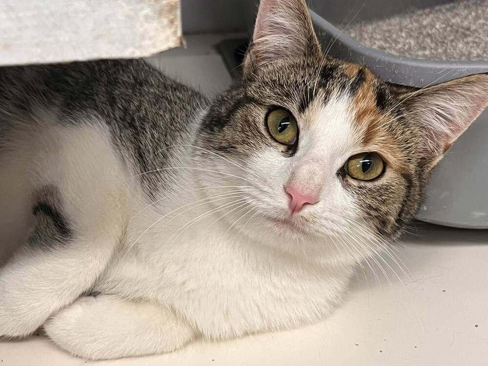 Galadriel  "Gal", Adoptable, Kitten Female Domestic Short Hair.