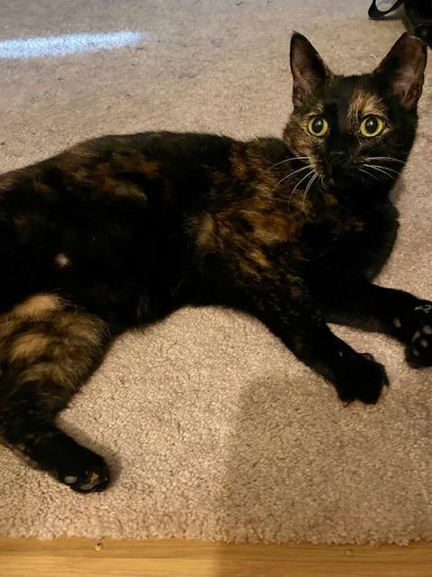 Juniper