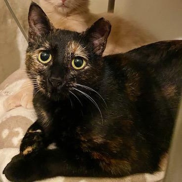 Juniper