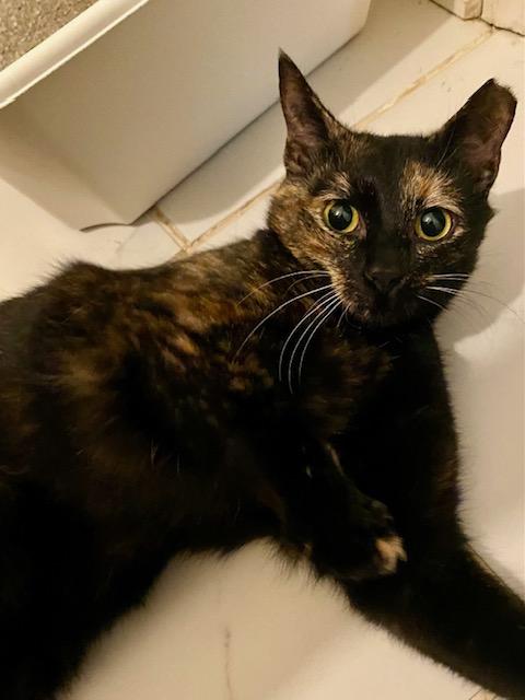 Juniper