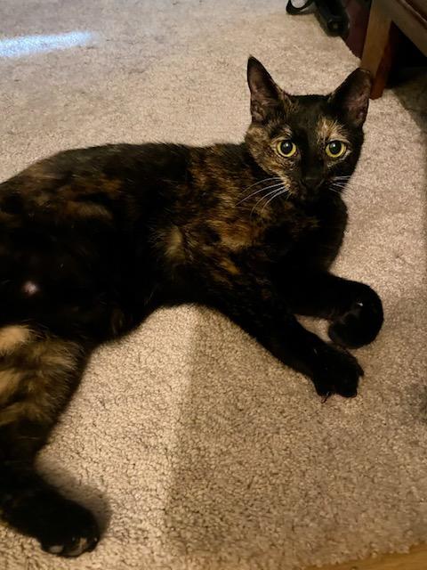 Juniper