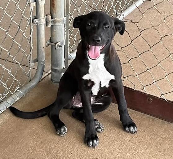 Jojo, Young Female Retriever