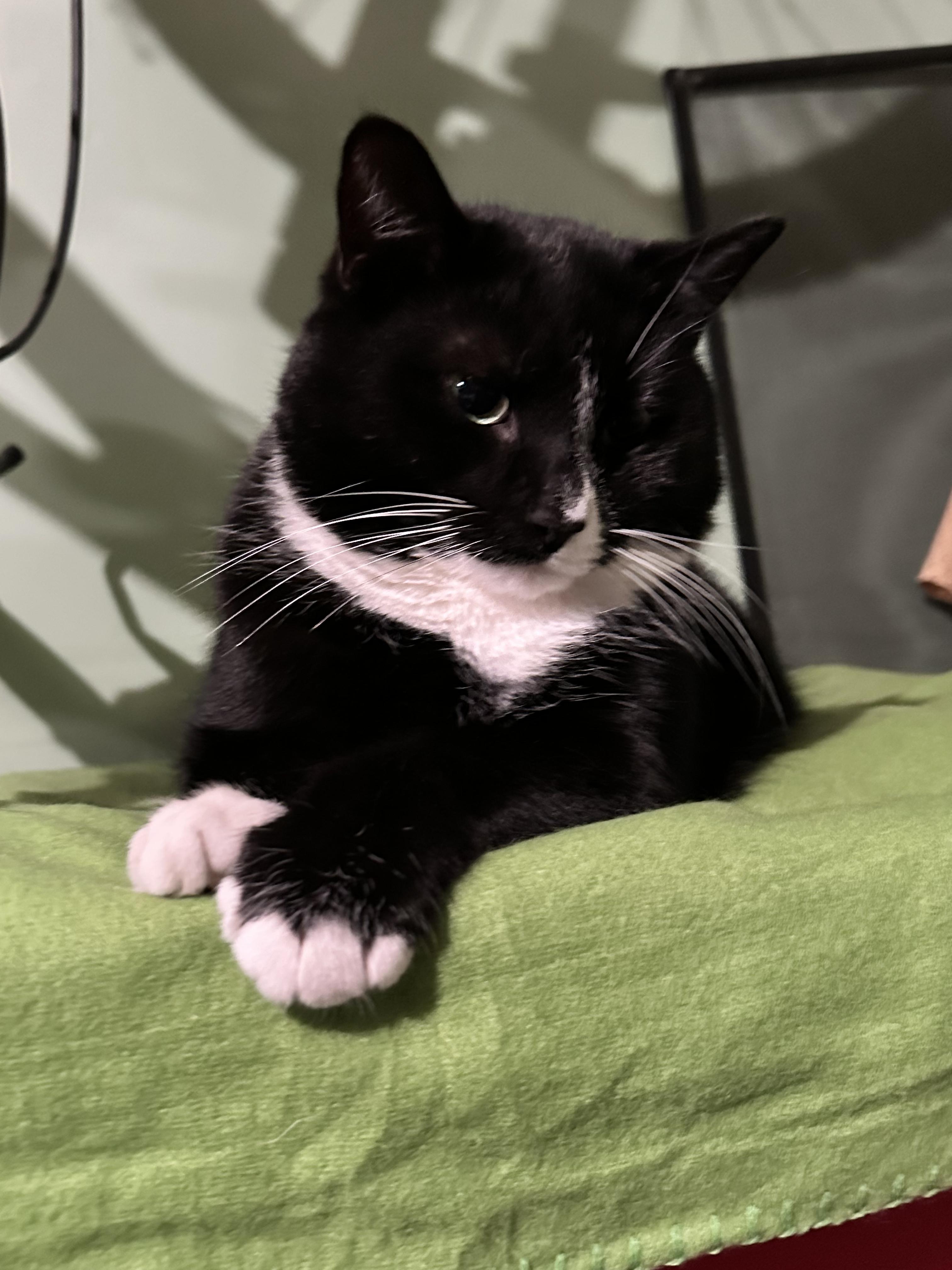 Jack, Adopted, Young Male Domestic Short Hair.