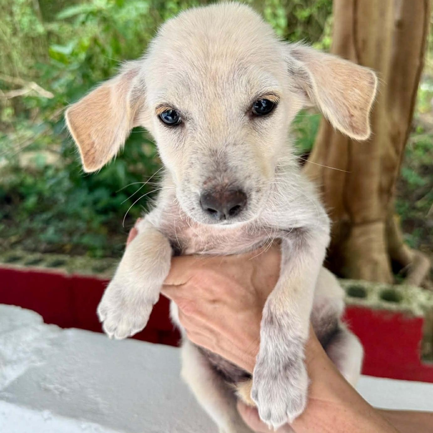 Frosty, adoptable, Puppy Male Wirehaired Terrier.