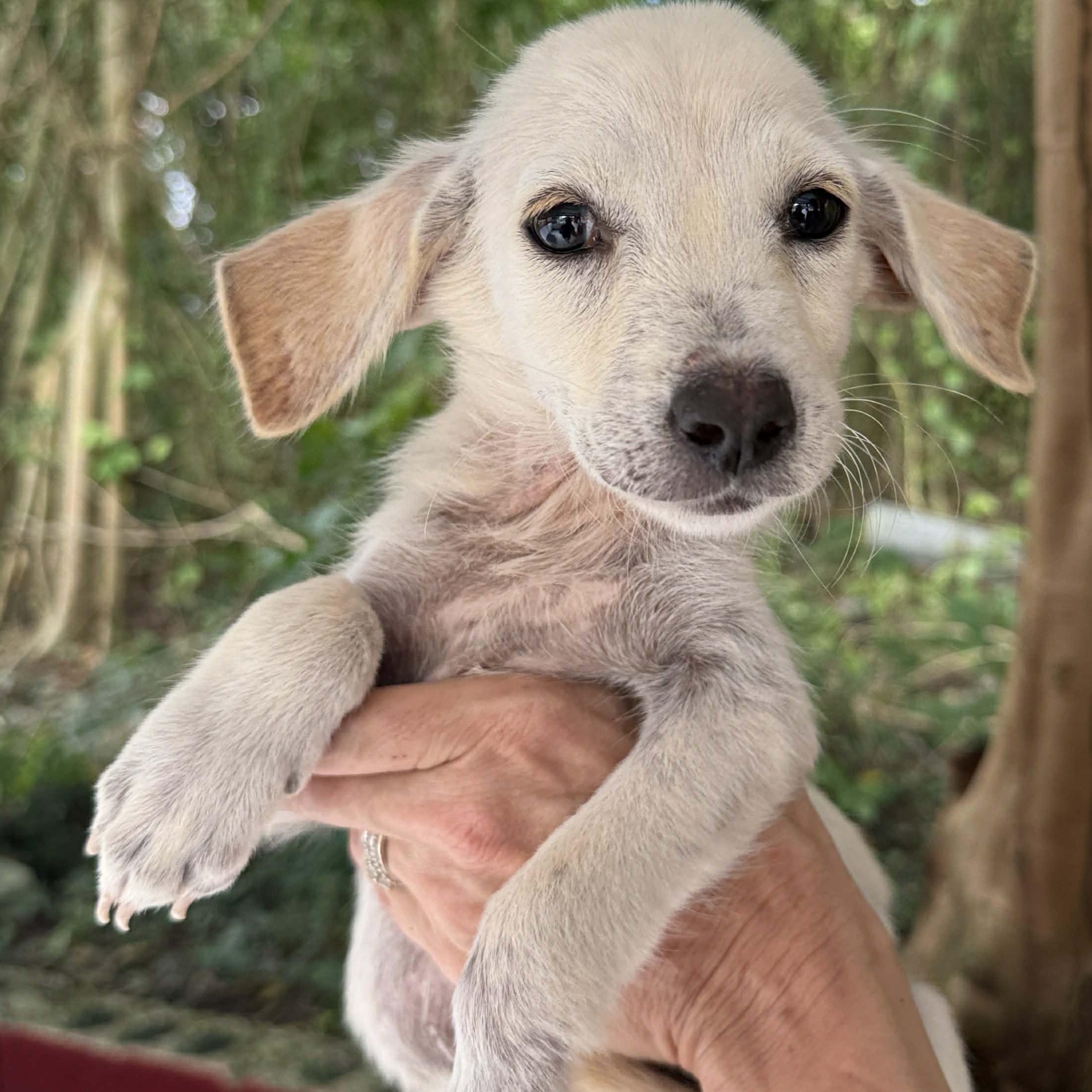 Enlarge Frosty, an adoptable mixed breed in ISABELA, PR image 2/2
