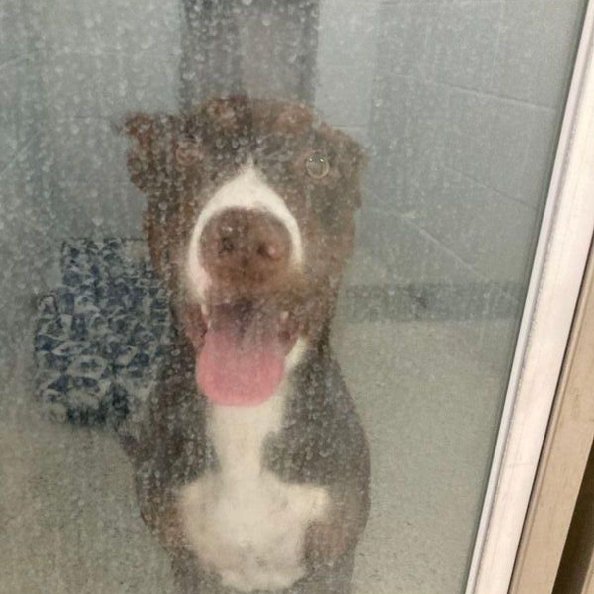 Missy, Adoptable, Young Female Pit Bull Terrier & Labrador Retriever.
