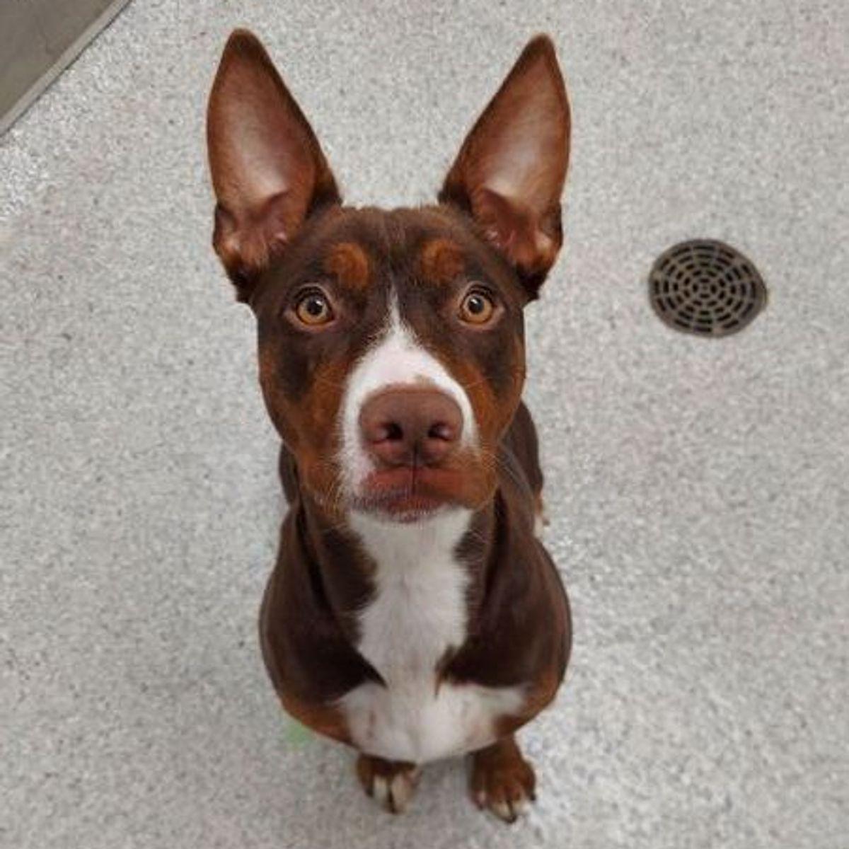 Missy, a Adoptable mixed breed in Lake Havasu City, AZ image 2/2