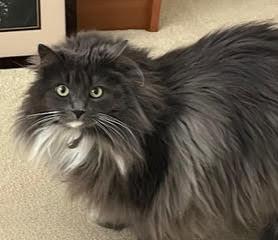 Enlarge Luna, a Adoptable Domestic Long Hair in Monterey, CA image 1/2