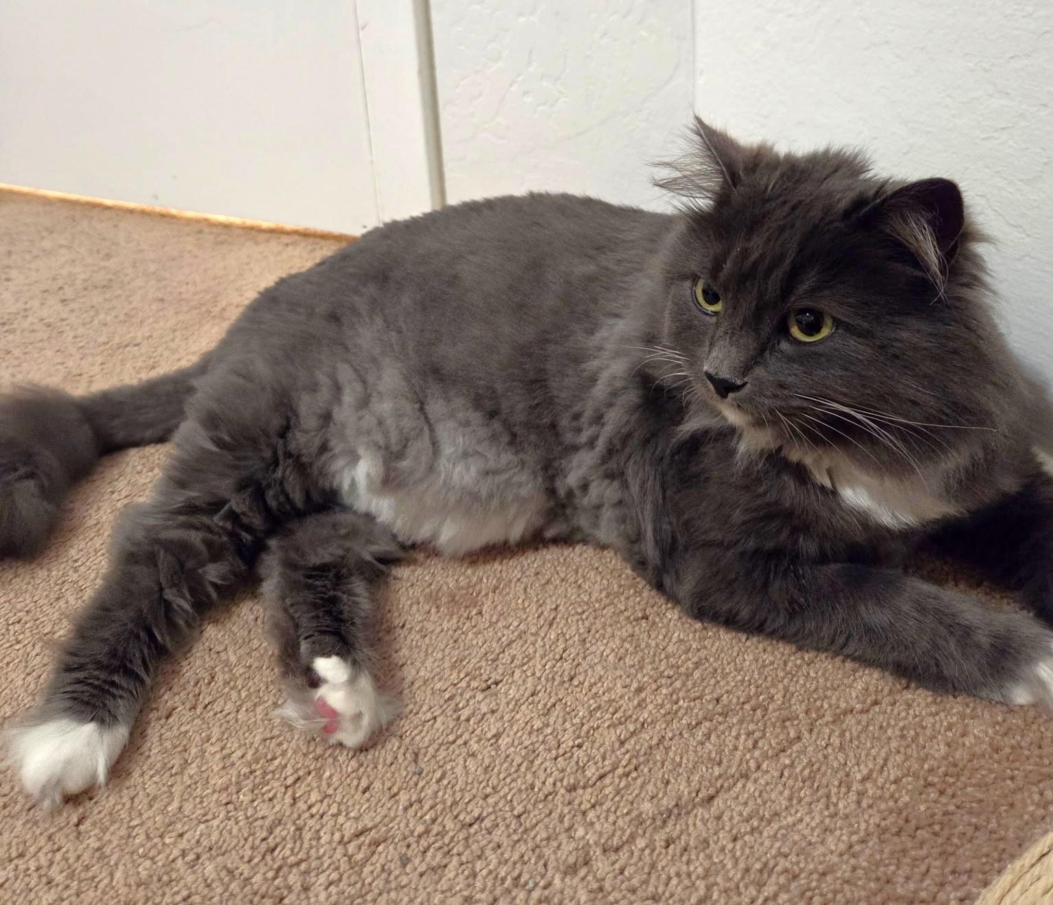 Enlarge Luna, a Adoptable Domestic Long Hair in Monterey, CA image 2/2