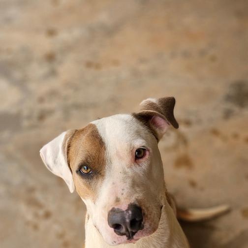 Enlarge Dallas, a Adoptable Pit Bull Terrier in Midland, TX image 1/2