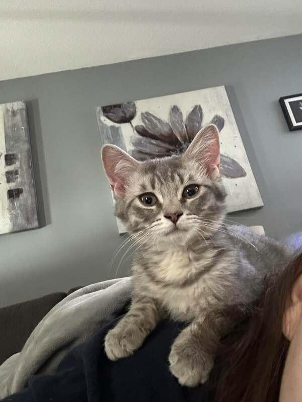 Igloo, adopted, Kitten Male Domestic Short Hair.