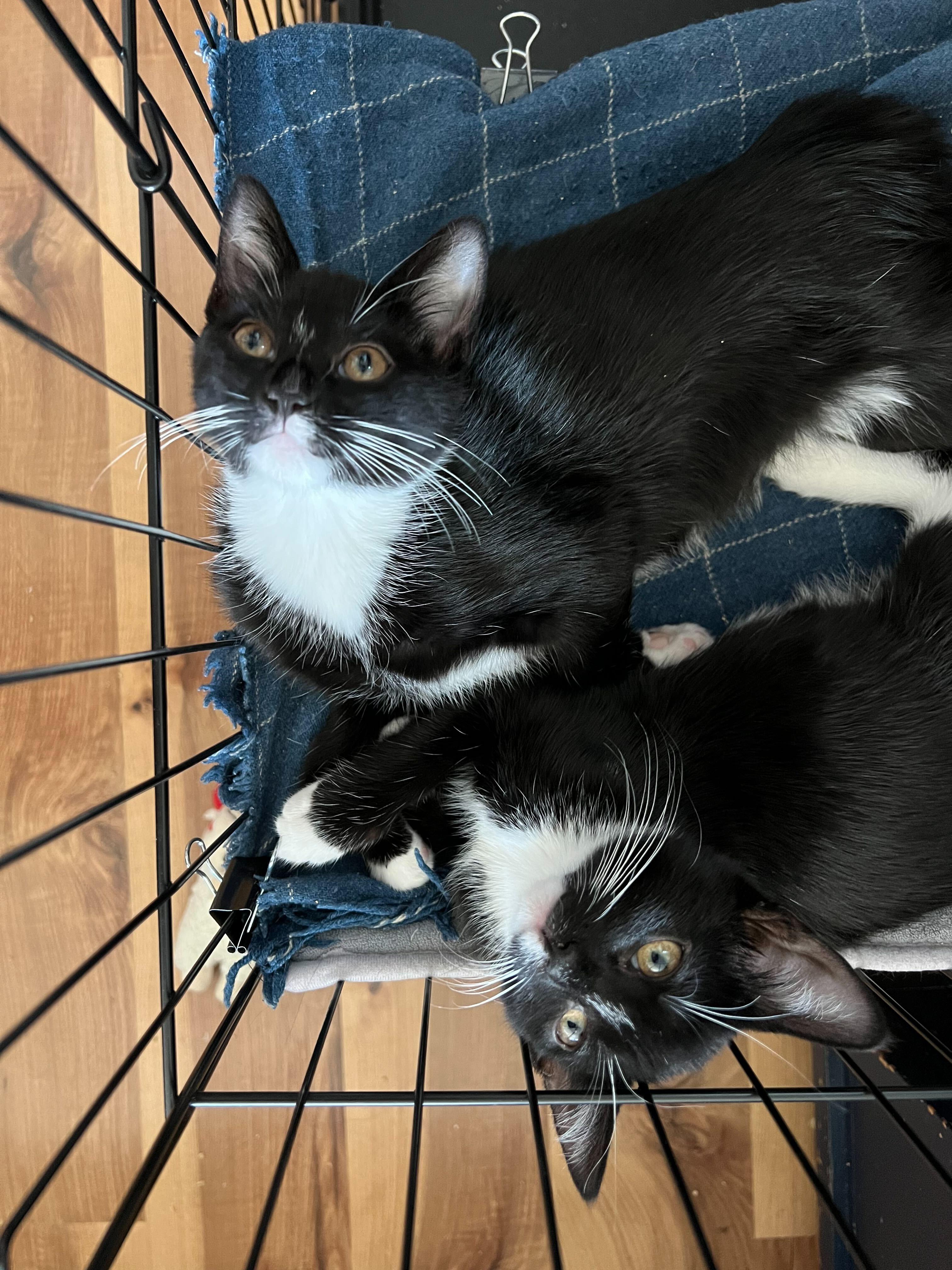 Star (Bonded to Mazzy), Adoptable, Kitten Female Domestic Short Hair.