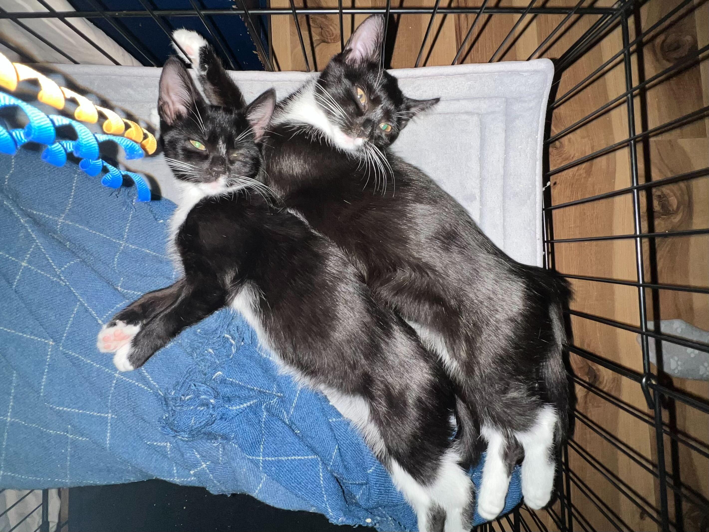 Enlarge Star (Bonded to Mazzy), a Adoptable Domestic Short Hair in Long Island City, NY image 3/3