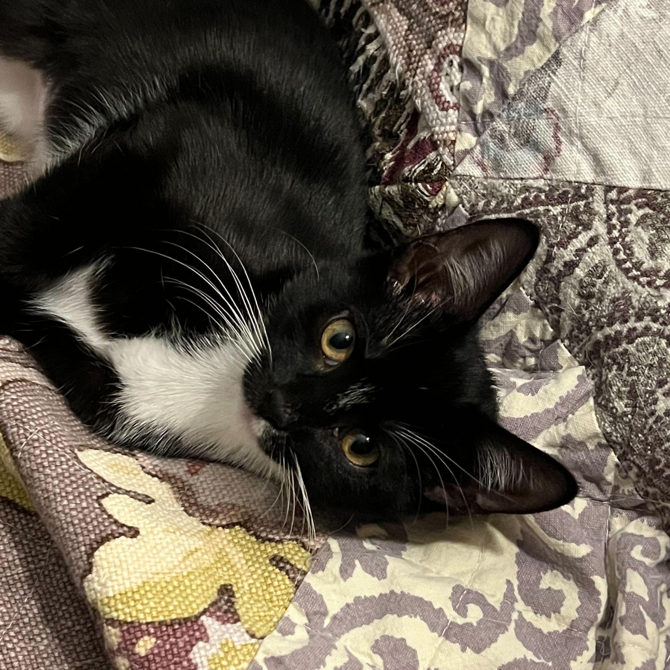 Star (Bonded to Mazzy), Adoptable, Kitten Female Domestic Short Hair.