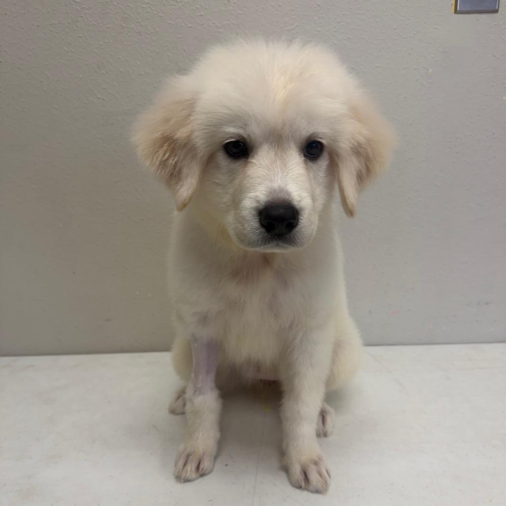 Eurydice, Adoptable, Puppy Female Great Pyrenees & Mixed Breed.